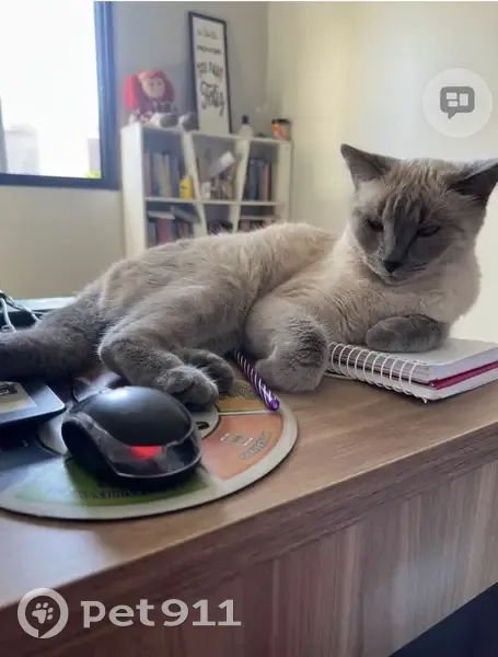 Perdido gato fêmea, Campinal, São Paulo - olhos azuis e patas cinza - photo