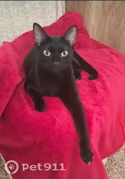 Perdido gato hembra, Avinguda Oscar Espla, 8, Alicante - gata completamente negra - photo