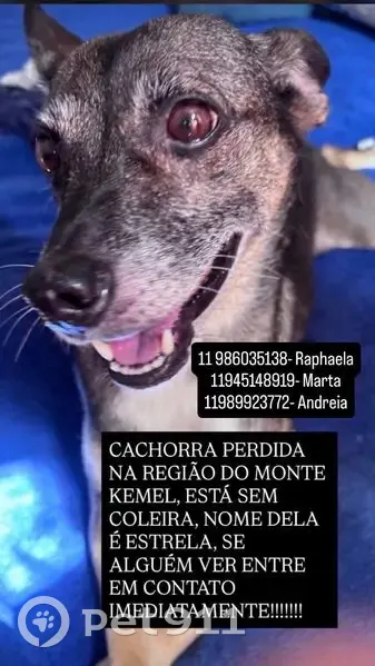 Perdido cachorro fêmea, Rua Alfredo Gioielli, 218 - pelo preto mesclado com marrom - photo