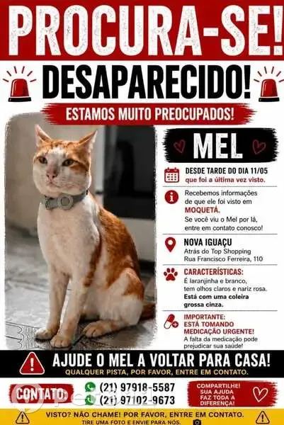 Gato desaparecido Macho (brl002948) - photo