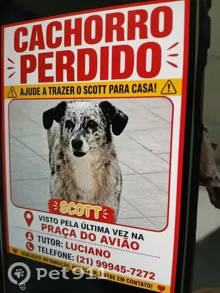 Cachorro perdido (brl002950) - photo