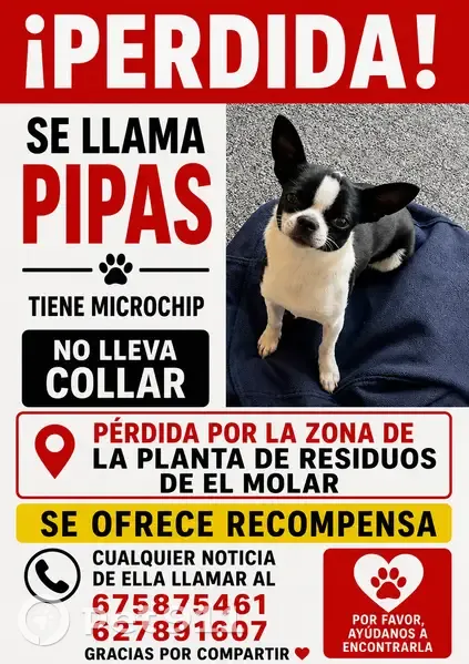 Perro perdido hembra, Diseminado Casilla Cm, 60A, Tres Cantos - photo