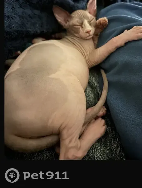 Missing cat Male, Lanham (usl540108) - photo