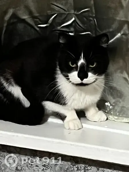 Lost cat, Inland Road, Sutton Coldfield - male, green eyes, white moustache - photo