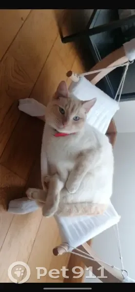 Chat perdu mâle, Les Landes, 2, La Chapelle-Heulin, Nice — blanc et beige, yeux bleus - photo