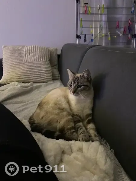 Chat perdu, femelle, Rue Elsa Triolet, Damparis, Strasbourg - oreille légèrement coupée - photo