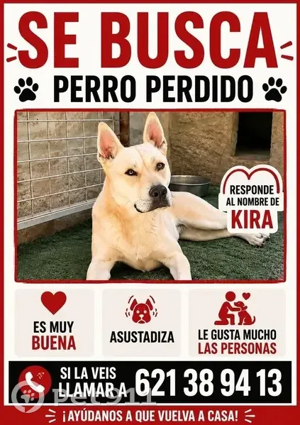 Perdido perro hembra, Calle Arrumbadores, Chiclana de la Frontera - muy buena y asustadiza - photo