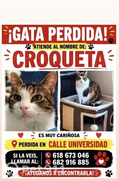 Perdida gata hembra, Calle de la Universidad, Jaca, Huesca - dócil y acostumbrada a la gente - photo
