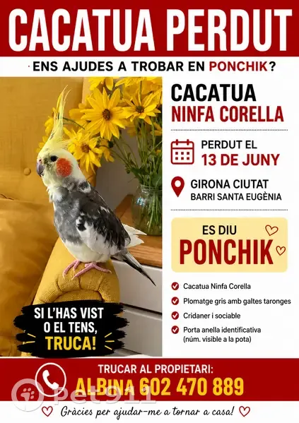 Perdida ave macho, Passeig d'Olot, Gerona, Salt - loro Ninfa Corella sin un dedo en la patita - photo