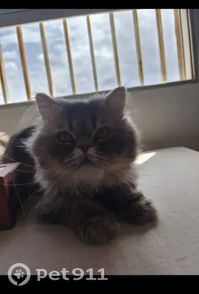 Gato perdido macho, Carrer Peri 15 Número 8, 2, Castello de la Plana - persa gris de pelo largo - photo