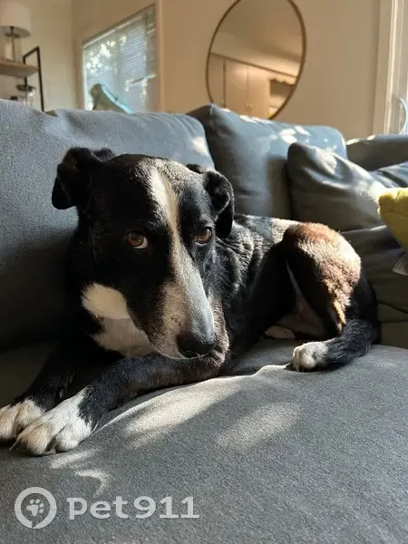 Lost dog, East 13th Avenue, 304, Eugene - female, small border collie mix - photo