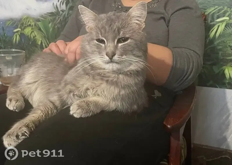 Зникла кішка, Вишпіль, Житомирська область — сірий окрас, травма під вушком, зламане ікло - photo
