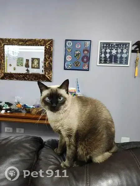 Gato desaparecido Fêmea (brl002955) - photo