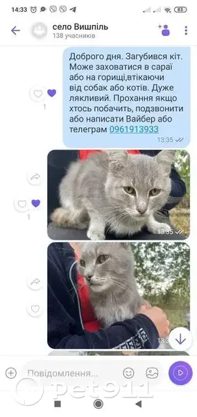 Зникла кішка, Вишпіль, Житомирська область — сірий окрас, жовті очі з карим відтінком - photo