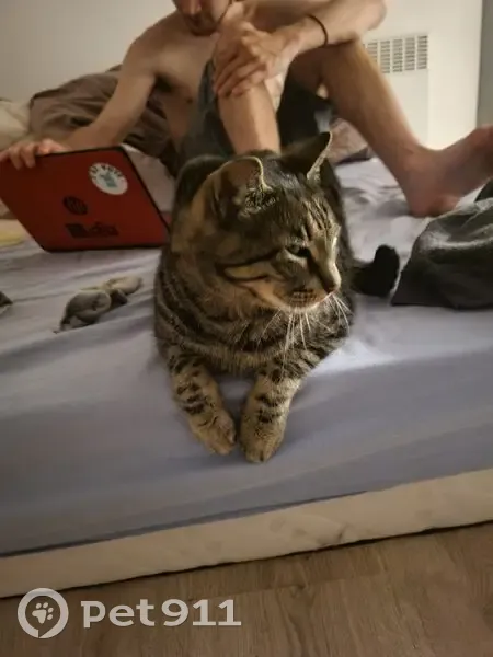 Chat perdu mâle, Rue du Portail Neuf, 10, Laure-Minervois - castré, tatoué - photo