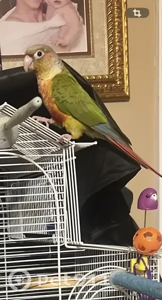 Lost bird, male, Parkridge Drive, 4420, Benton - greencheek conure Pico - photo