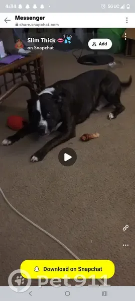 Lost dog, Dewey Avenue, 1745, Cincinnati - male pit terrier named Stitch - photo