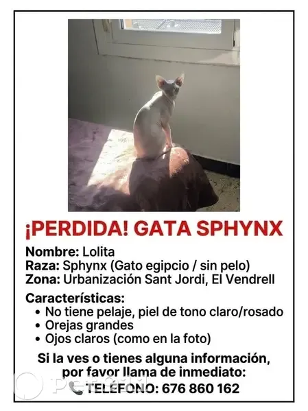 Perdido gato hembra, Carrer del Lliri, 5, Santa Oliva, Pozuelo de Alarcon - sphynx, ojos claros, orejas grandes - photo