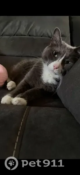 Lost cat, Southeast La Mesa Place, 2519, Gresham - male, gray and white, indoor/outdoor - photo