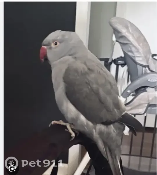 Missing bird Male, Royal Palm Beach (usl540187) - photo