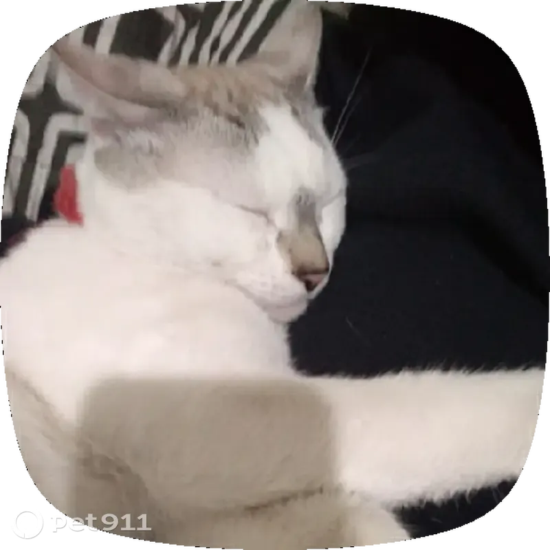 Gato perdido macho, Cuitzalan, 430C, Victoria de Durango — ojos azules y collar rojo - photo