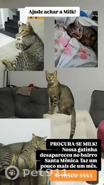 Gato desaparecido Fêmea (brl002956) - photo