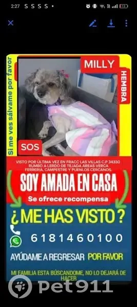 Perdido perro hembra, Periferico Sur Durango, Victoria de Durango — muy nerviosa y miedosa - photo
