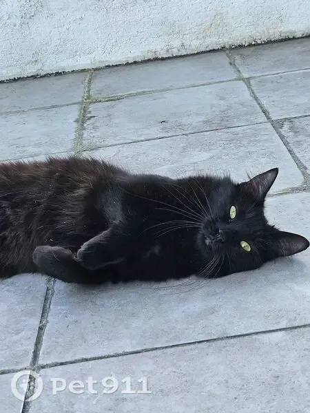 Chat perdu, Rue Jules Guesde, Rosny-sous-Bois - femelle à poils longs - photo