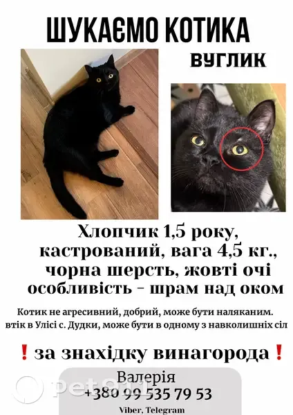 Зникла кішка, Райдужна вулиця, Димерська селищна громада, Дудки — чорний котик Вуглик, 1,5 року - photo