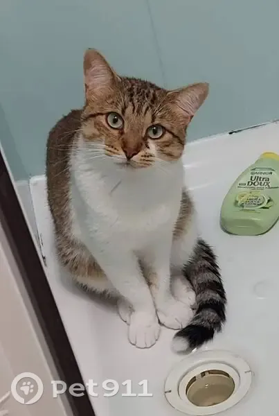 Chat perdu mâle, Rue du Couvent, Bayonne - tigré gris marron blanc - photo