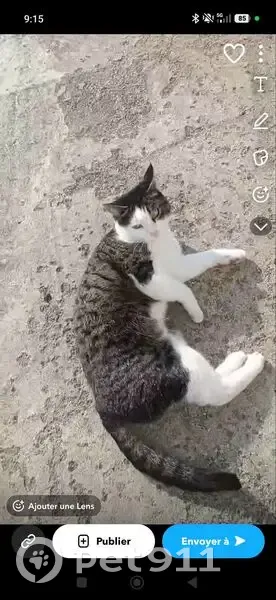 Chat perdu, Neuville-aux-Bois, Centre-Val de Loire, Paris - femelle, tigre blanche, assez sauvage - photo