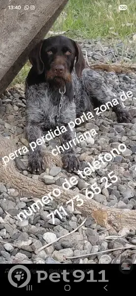 Perdido perro hembra, Málaga, Andalucía, Madrid - photo
