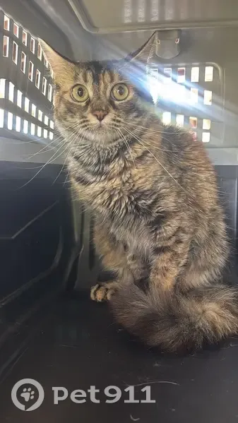 Perdido gato hembra, Avenida Pare Pompili, 19, Alzira - tricolor marrón ámbar y gris - photo