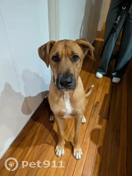 Lost dog, Tesch Road, 11, City of Moreton Bay, Strathfield - male Irish wolfhound cross - photo