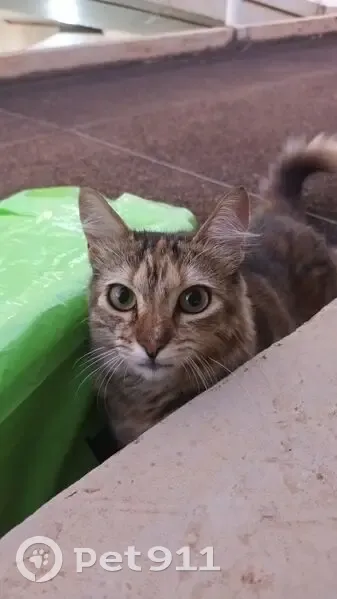 Gato desaparecido Fêmea (brl002957) - photo