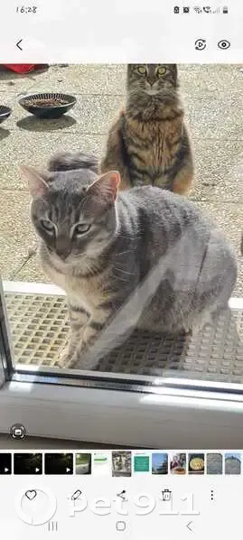 Chat perdu mâle, Allée de Montfermeil, 216, Gagny - tigré gris, castré - photo