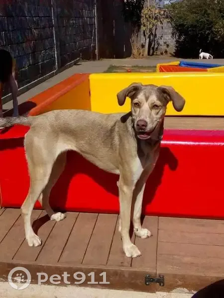 Cachorro perdido Fêmea (brl002958) - photo