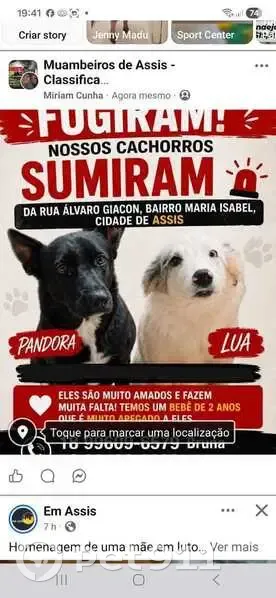 Cachorro perdido Fêmea (brl002959) - photo