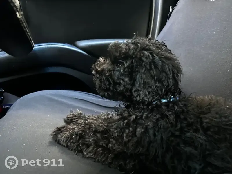 Lost dog, Law Street South, 23, Ipswich, Redbank — male - photo