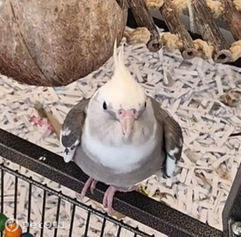 Lost bird, Nestle Avenue, 6850, Los Angeles - male cockatiel - photo