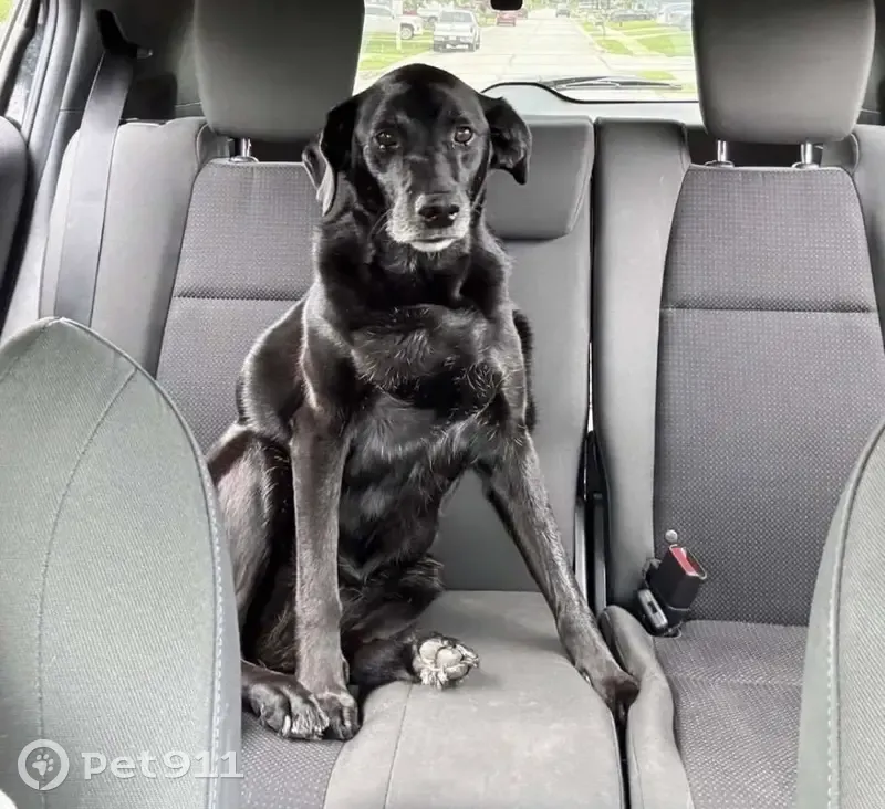 Lost dog, Northeast Eastwood Drive, 119, Omaha - female black lab - photo