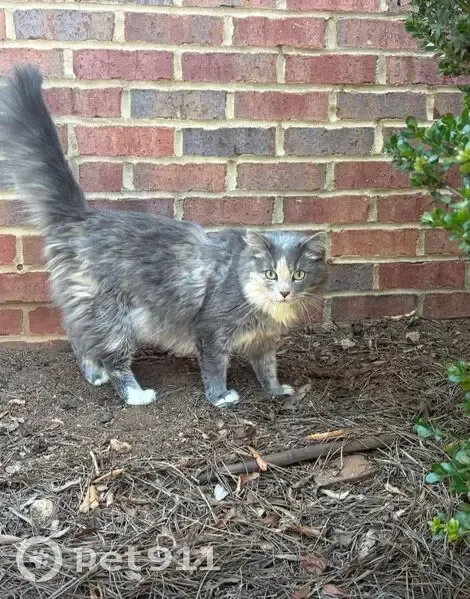 Lost cat, Audubon Place, Newnan - female, long hair, mostly grey with a multicolor face - photo