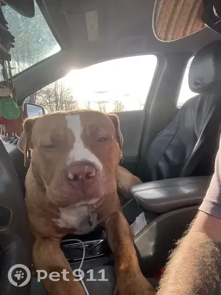 Lost dog, North 200 West, 600, Logan, Las Vegas - male, inside dog - photo