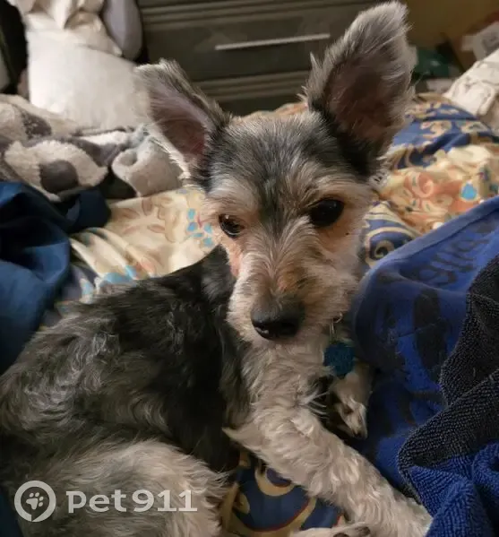 Lost dog, Moran Court, 14, Manorville - female, gray and white, red collar - photo