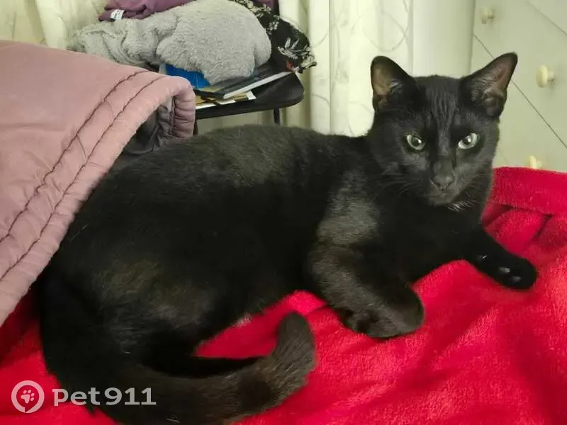 Lost cat, Bosuns Road, 24, Cape Town - male, black with white fur - photo
