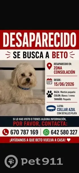 Perro perdido macho, Carrer Baró, Borriana, Valencia - collar azul con detalles plata - photo
