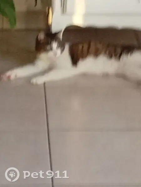 Chat perdu mâle, Avenue Saint-Pierre et Miquelon, 19, Port-en-Bessin-Huppain - tigré, pattes avant blanches - photo