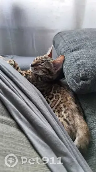 Perdido gato hembra, Carrer del Canigó, 92-90, Horta - bengalí de 2 años con chip - photo