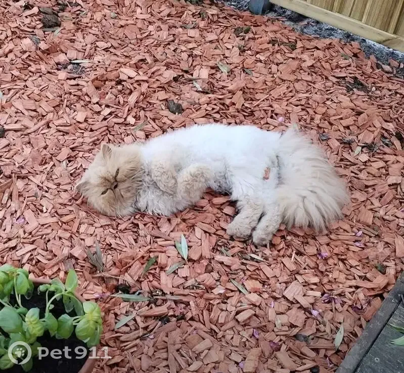 Chat perdu mâle, Rue Abeilley, 30, Le Teich, Anglet - persan crème - photo