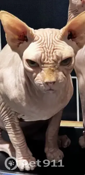 Chat perdu mâle, Rue Étienne Méhul, 48, Le Havre - voile à l'œil - photo